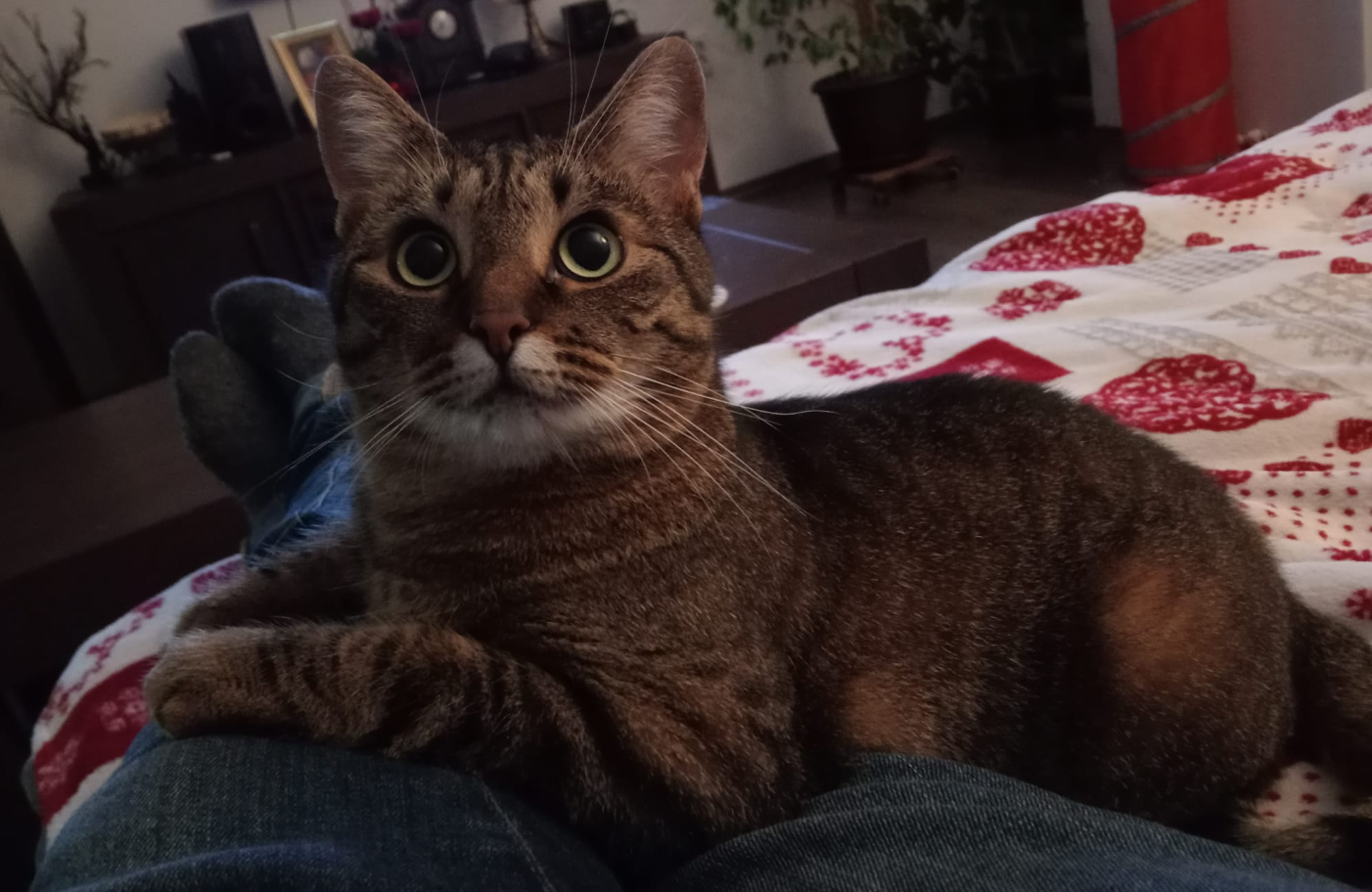 luna