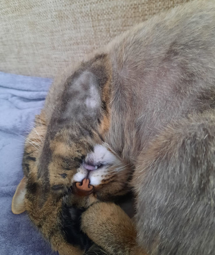 luna