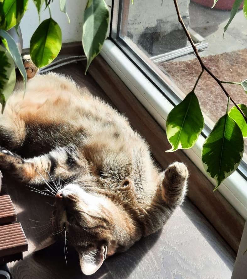 luna