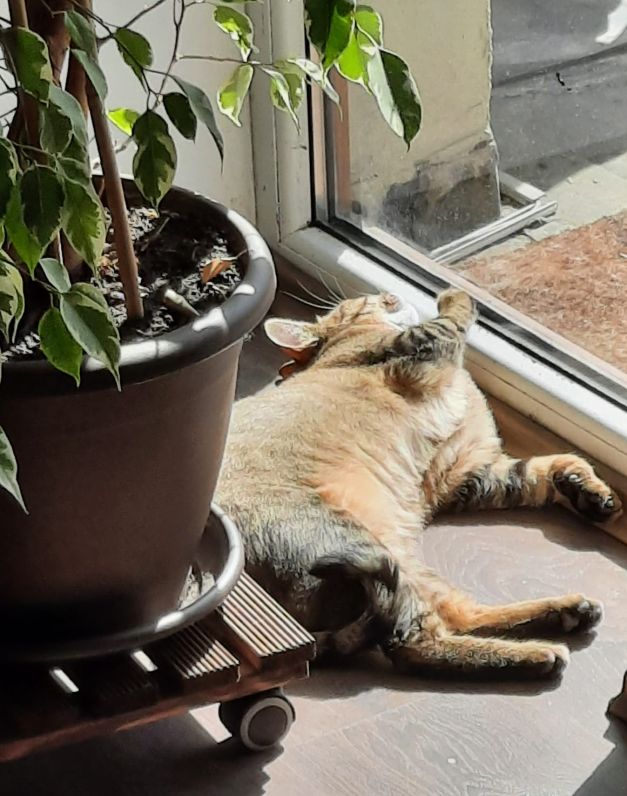 luna