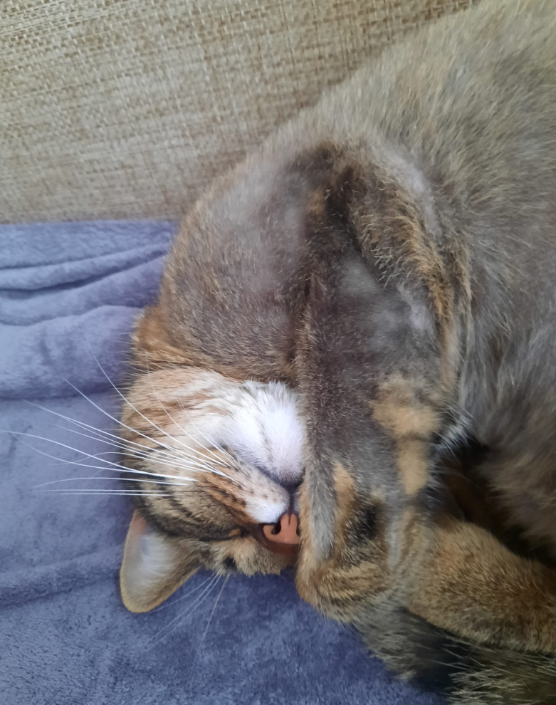 luna