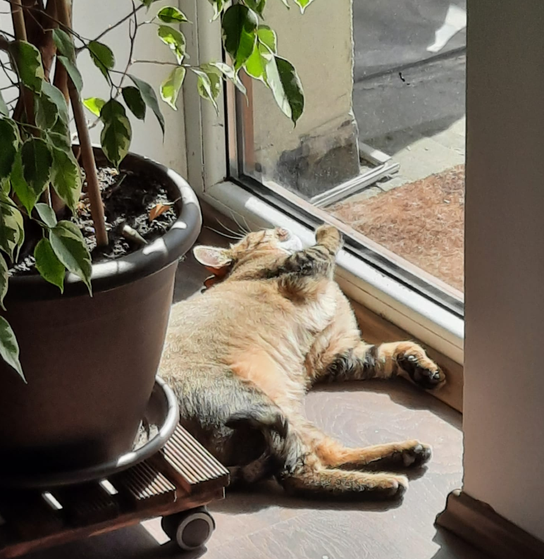 luna